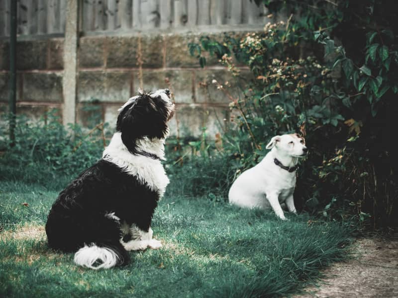Pet-Friendly Artificial Grass, UK Pet-Friendly Artificial Grass for homes and businesses across the UK
